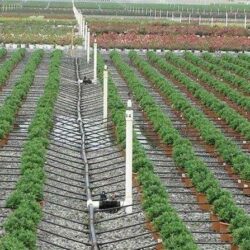 impianti di irrigazione a goccia