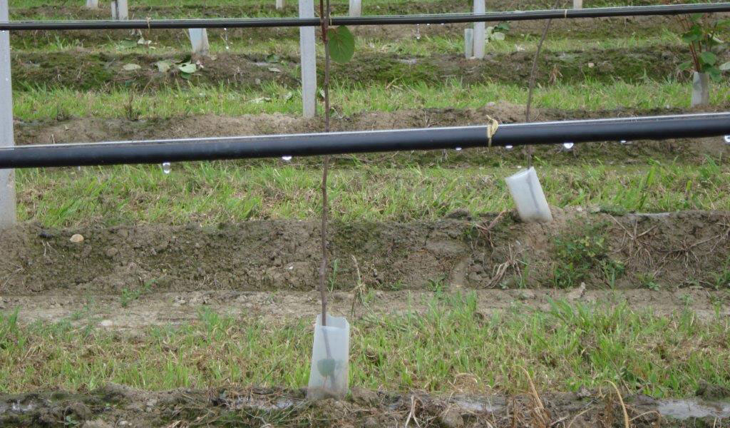 Il problema della siccita’: l’irrigazione a goccia